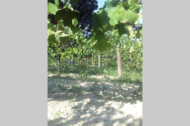 B&B Vigneto Pardom Montiglio Bagian luar foto